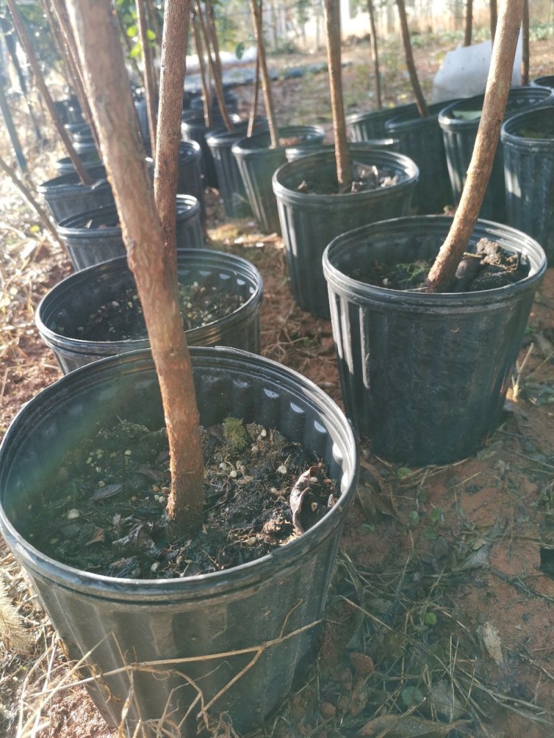 菲油果大苗斐济果大苗费约果带杯苗挂果快成活率高