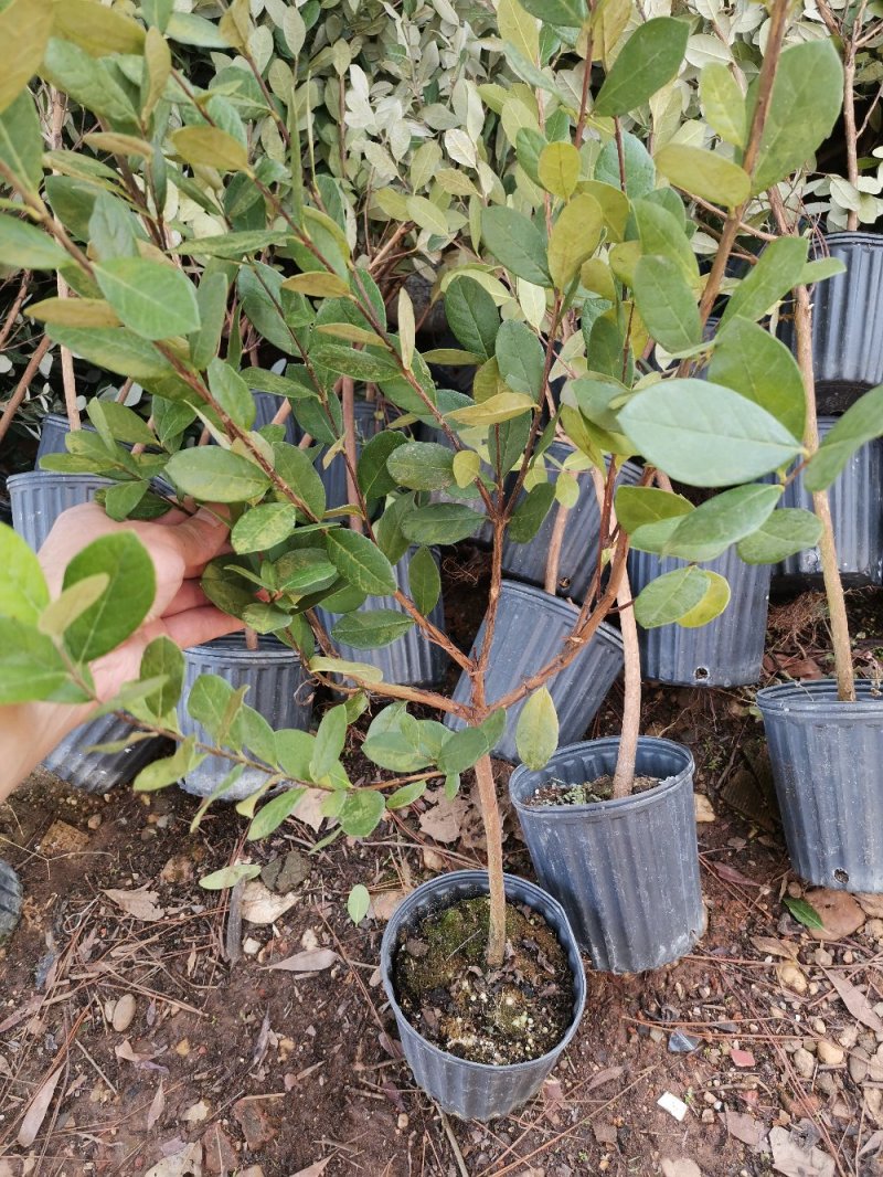 菲油果大苗斐济果大苗费约果带杯苗挂果快成活率高