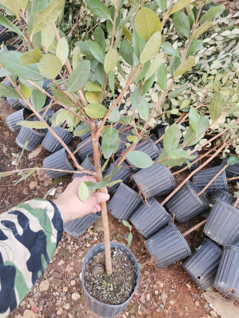 菲油果大苗斐济果大苗费约果带杯苗挂果快成活率高