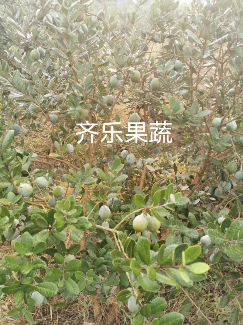 菲油果大苗斐济果大苗费约果带杯苗挂果快成活率高