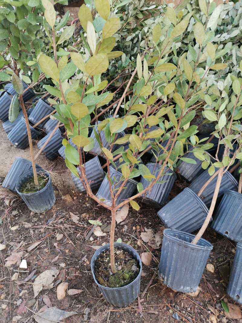 菲油果大苗斐济果大苗费约果带杯苗挂果快成活率高