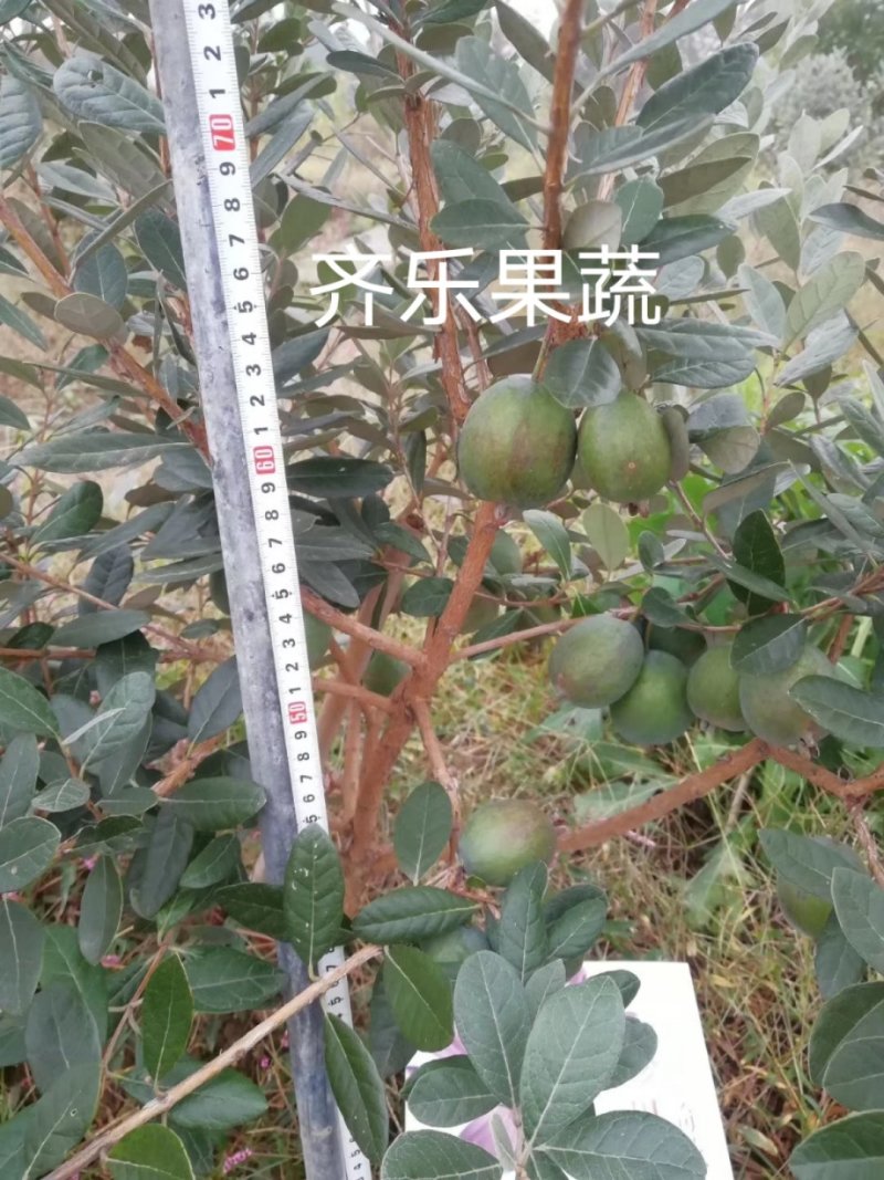 菲油果大苗斐济果大苗费约果带杯苗挂果快成活率高