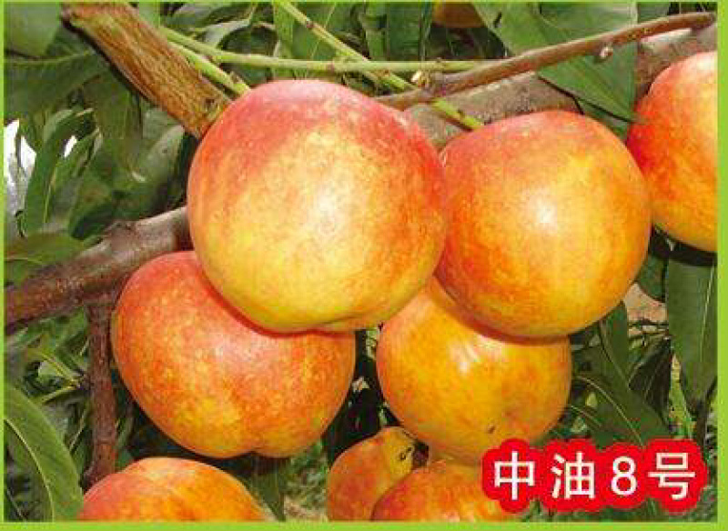油桃苗中油8桃苗晚熟油桃树苗新品种批发
