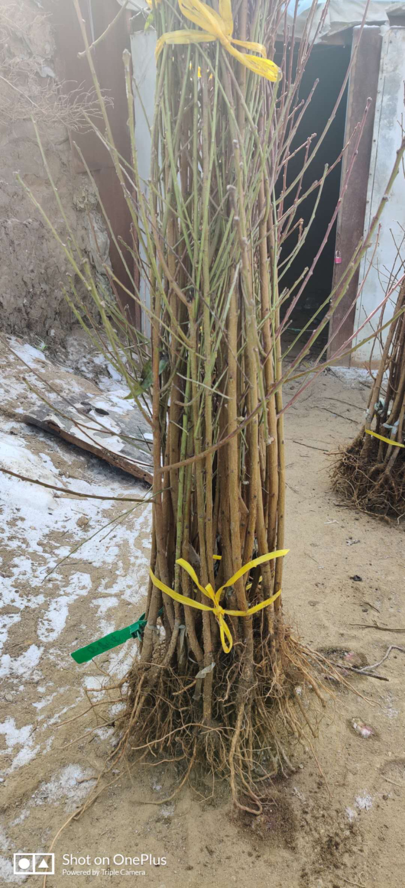 油桃苗中油8桃苗晚熟油桃树苗新品种批发