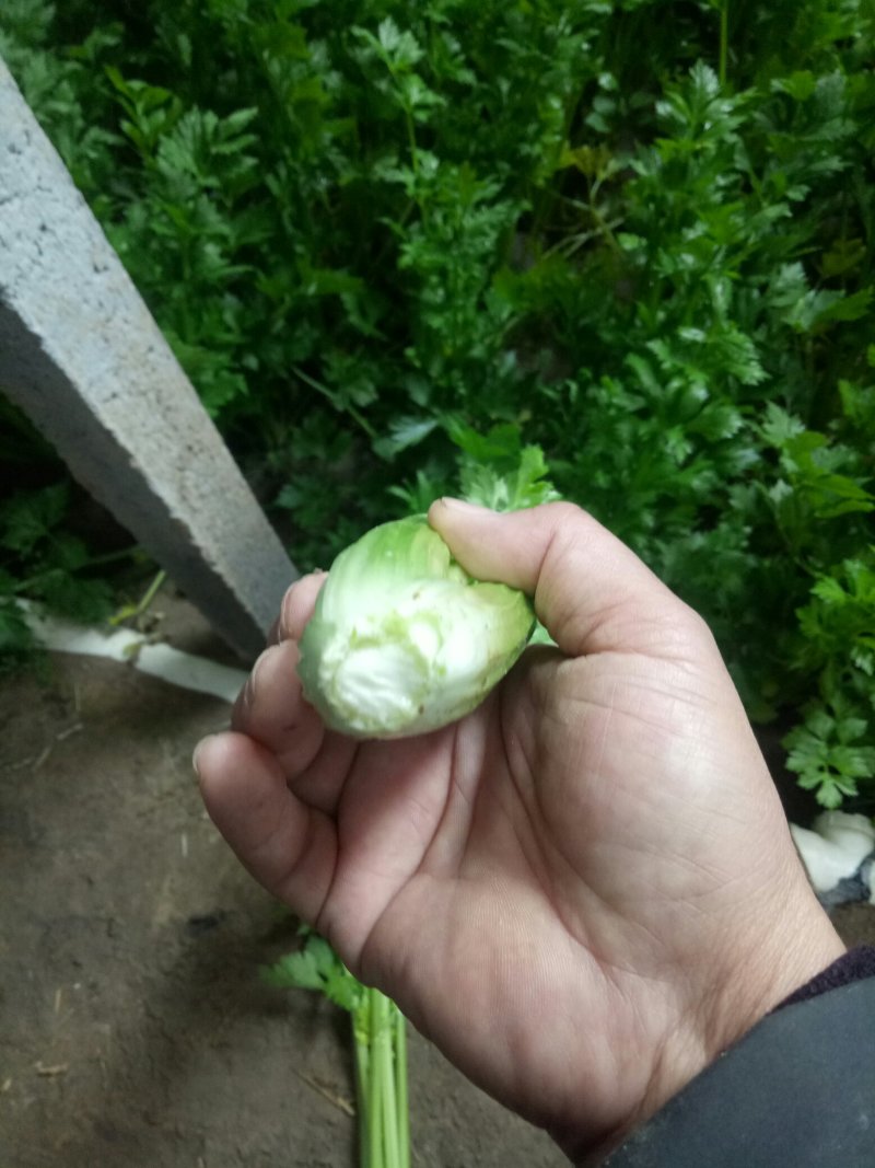 芹菜法国皇后西芹，产地直供，无干尖，65公分左右。