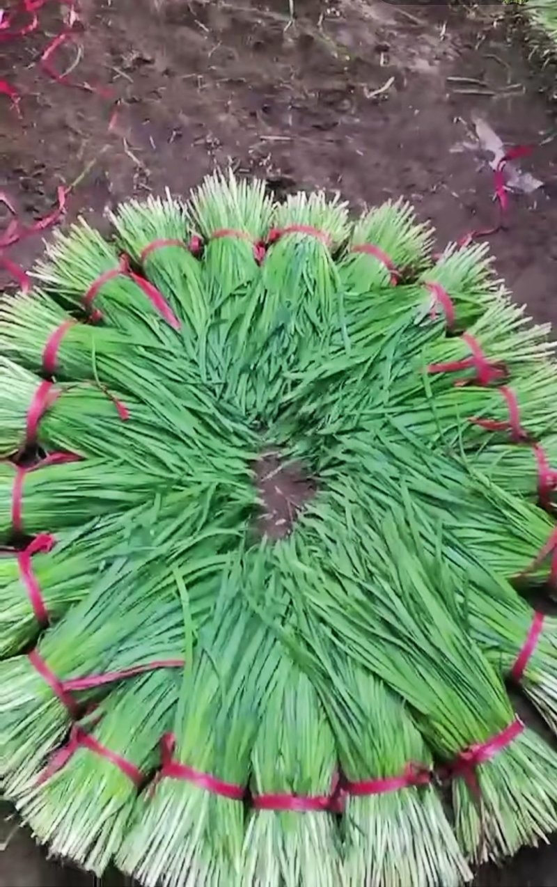 蔬菜