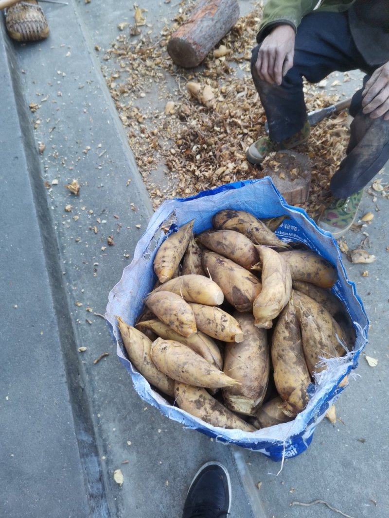 浙江绍兴市新昌高山冬笋现挖现销开始