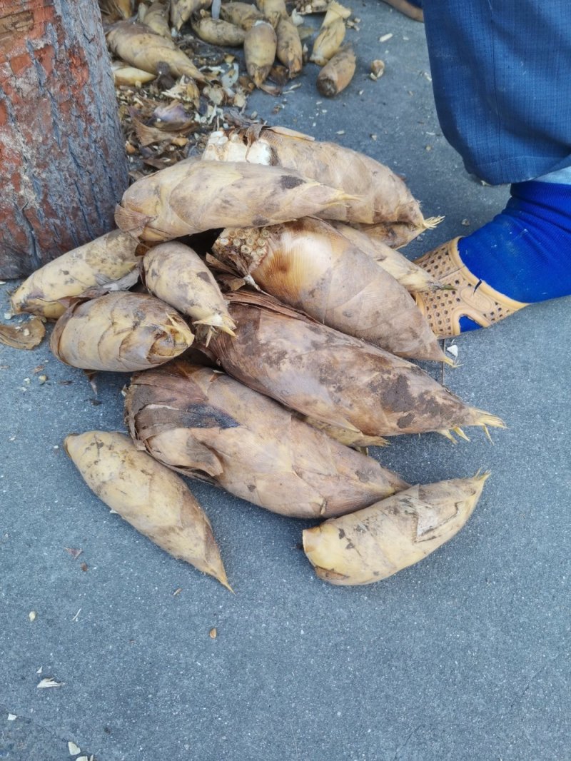 浙江绍兴市新昌高山冬笋现挖现销开始