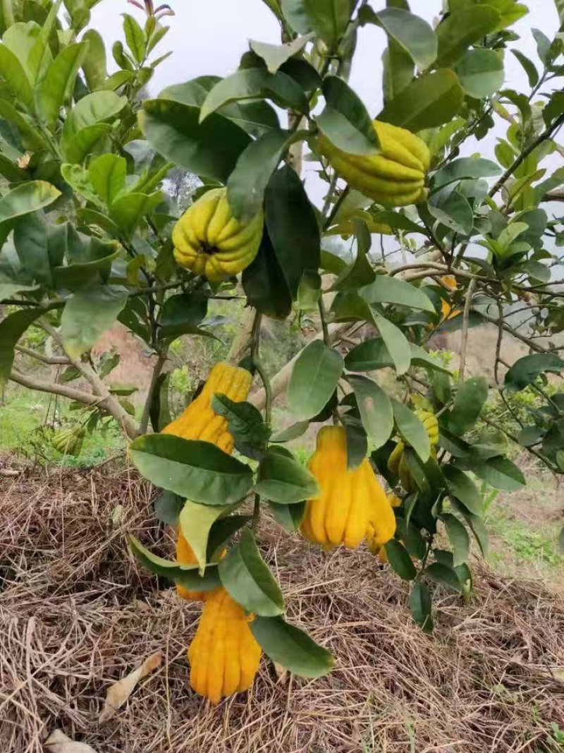 【金佛手树苗】可当年结果，盆栽地栽都可以，送种植技术