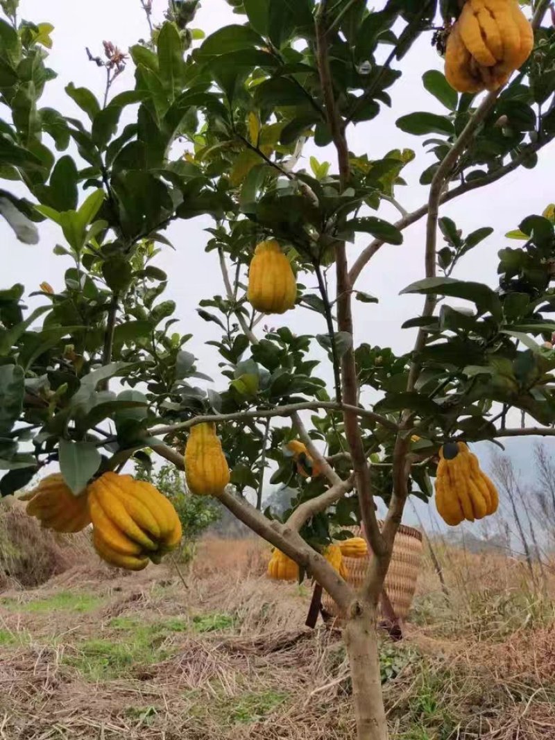 【金佛手树苗】可当年结果，盆栽地栽都可以，送种植技术
