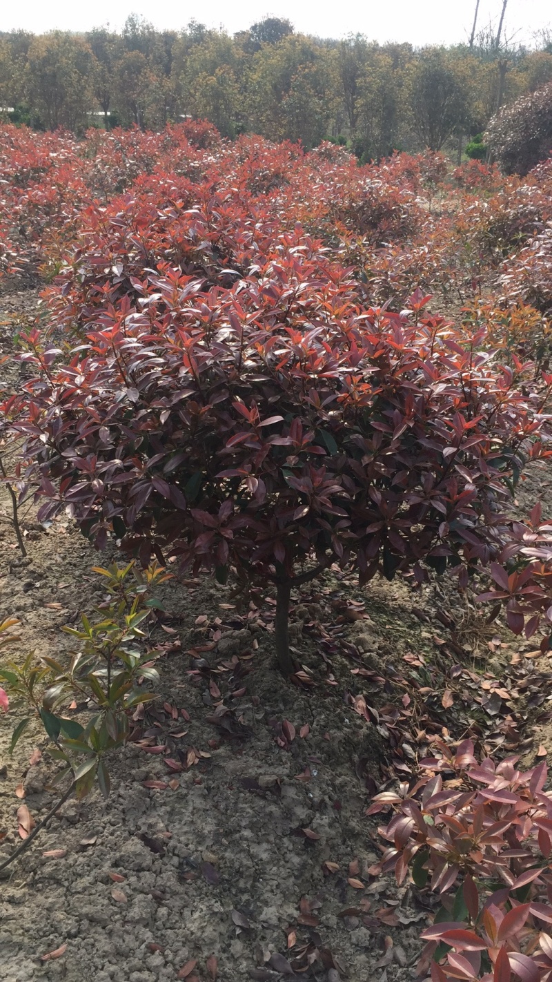 红叶石楠球枸骨如图60-150公分冠价格14-110