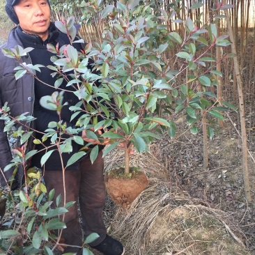红叶石楠球枸骨如图60-150公分冠价格14-110