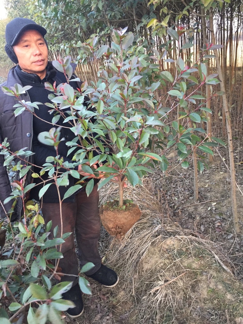 红叶石楠球枸骨如图60-150公分冠价格14-110