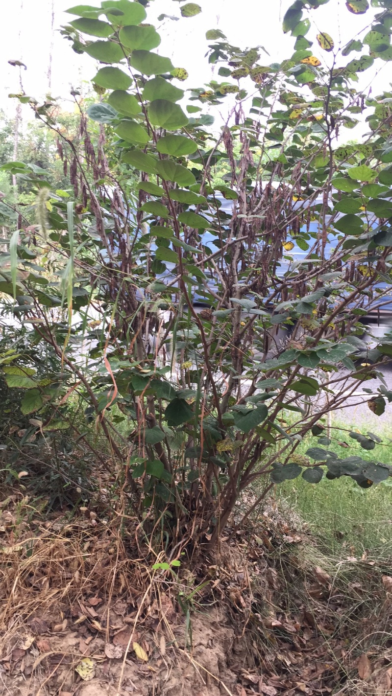 紫荆腊梅丛生多头紫荆高度150-240公分