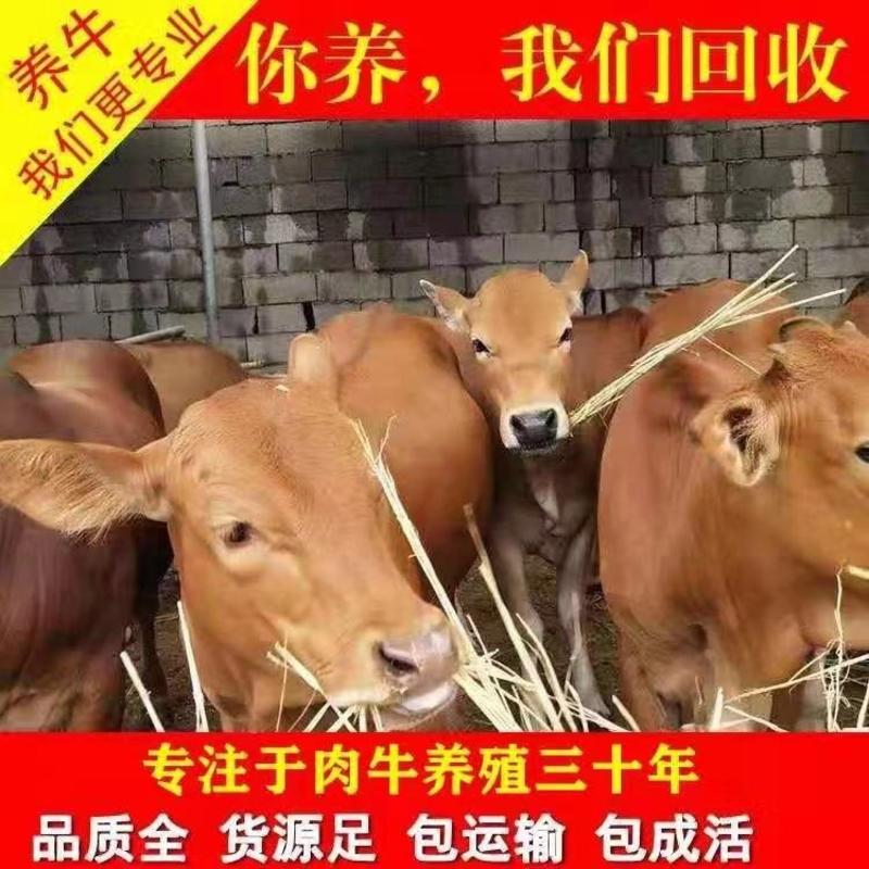 黄牛品质保证，厂家直销，专注养牛三十年