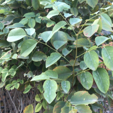红酸枝树苗黄檀树苗小苗珍贵树苗老挝品种