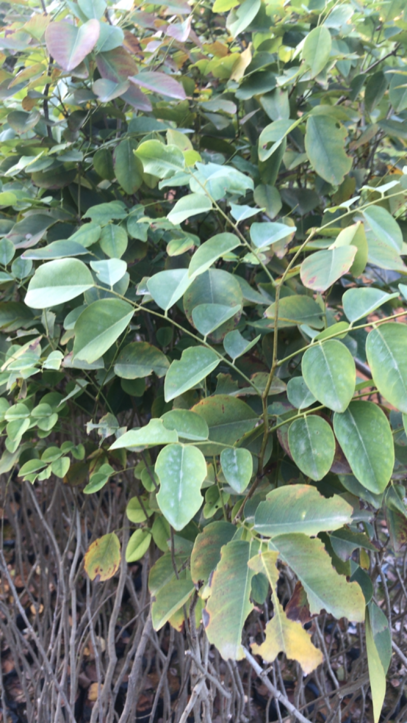 红酸枝树苗黄檀树苗小苗珍贵树苗老挝品种
