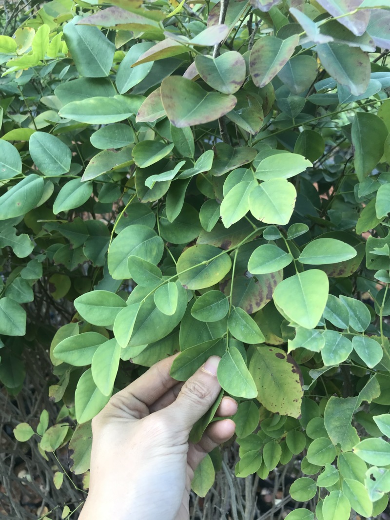 红酸枝树苗黄檀树苗小苗珍贵树苗老挝品种