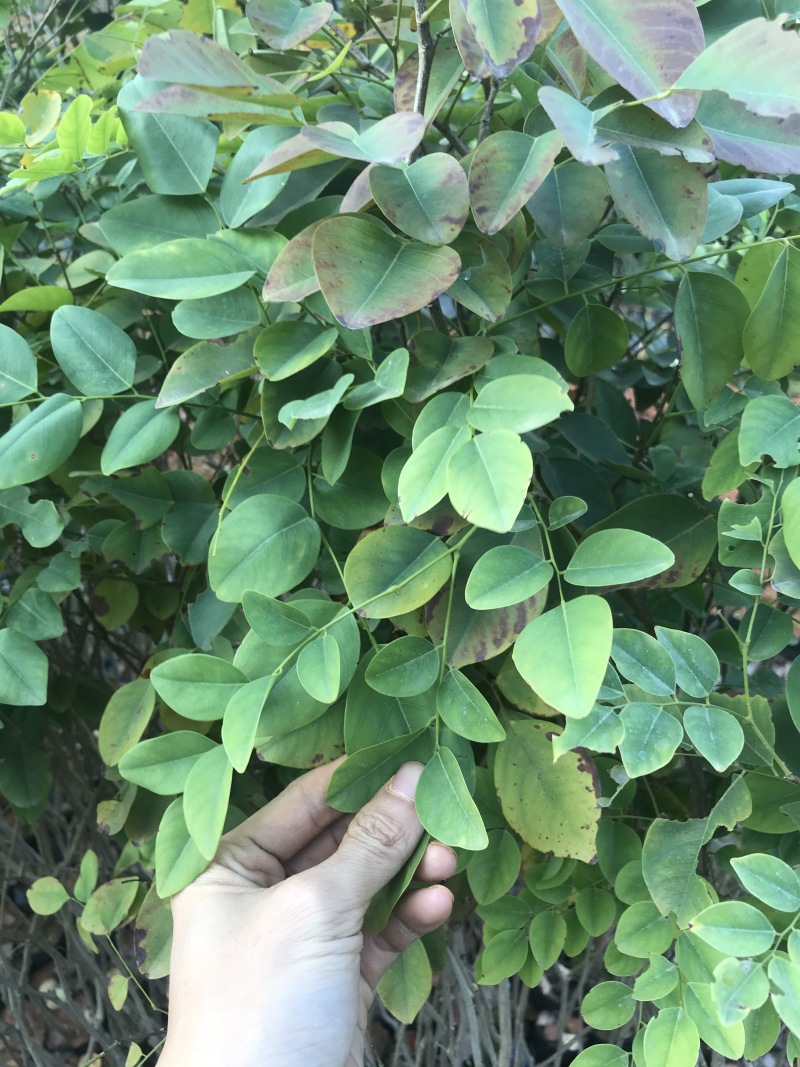 红酸枝树苗黄檀树苗小苗珍贵树苗老挝品种