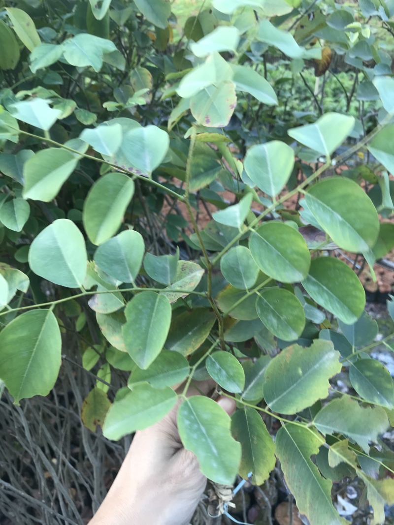 红酸枝树苗黄檀树苗小苗珍贵树苗老挝品种