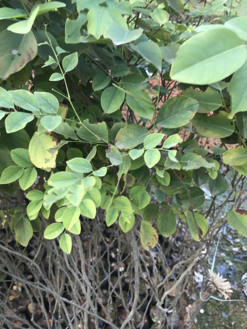 红酸枝树苗黄檀树苗小苗珍贵树苗老挝品种
