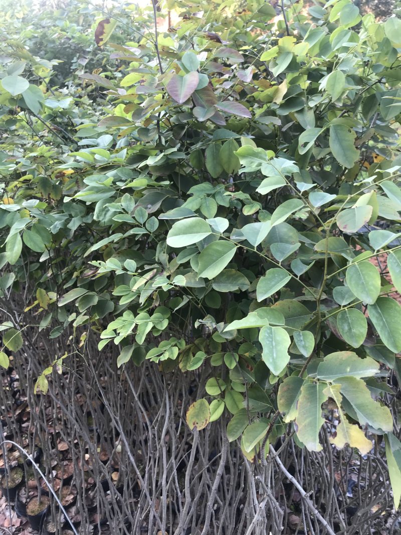 红酸枝树苗黄檀树苗小苗珍贵树苗老挝品种