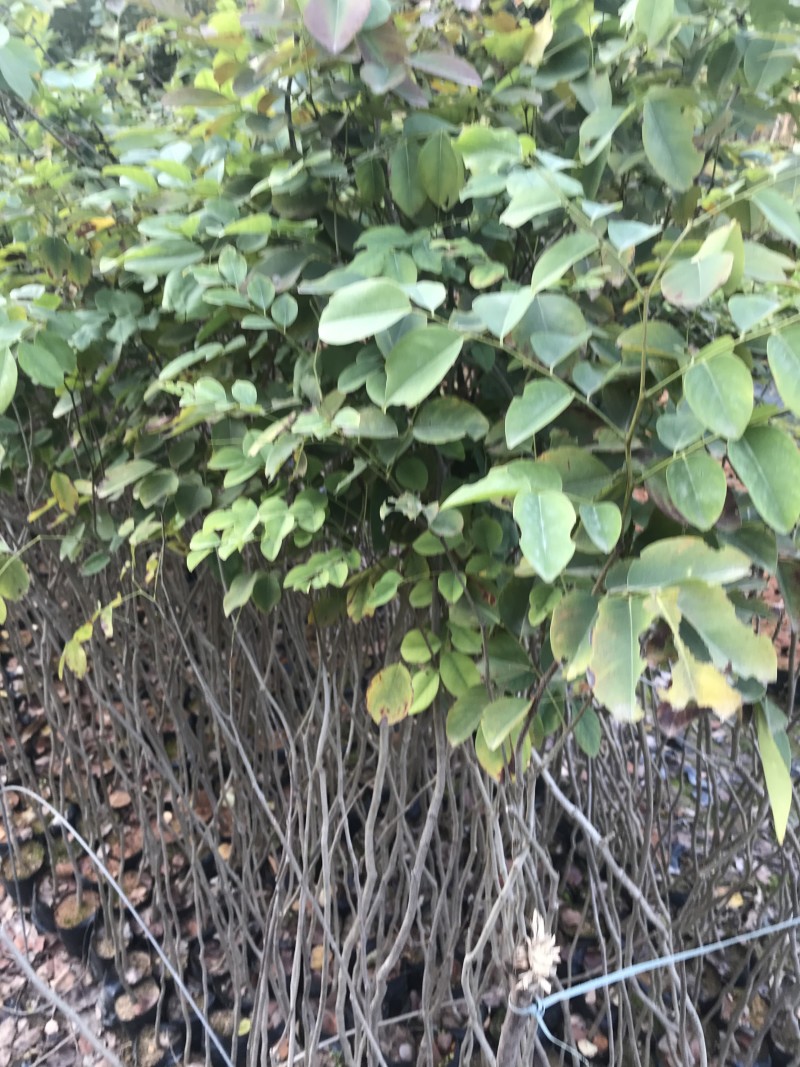 红酸枝树苗黄檀树苗小苗珍贵树苗老挝品种