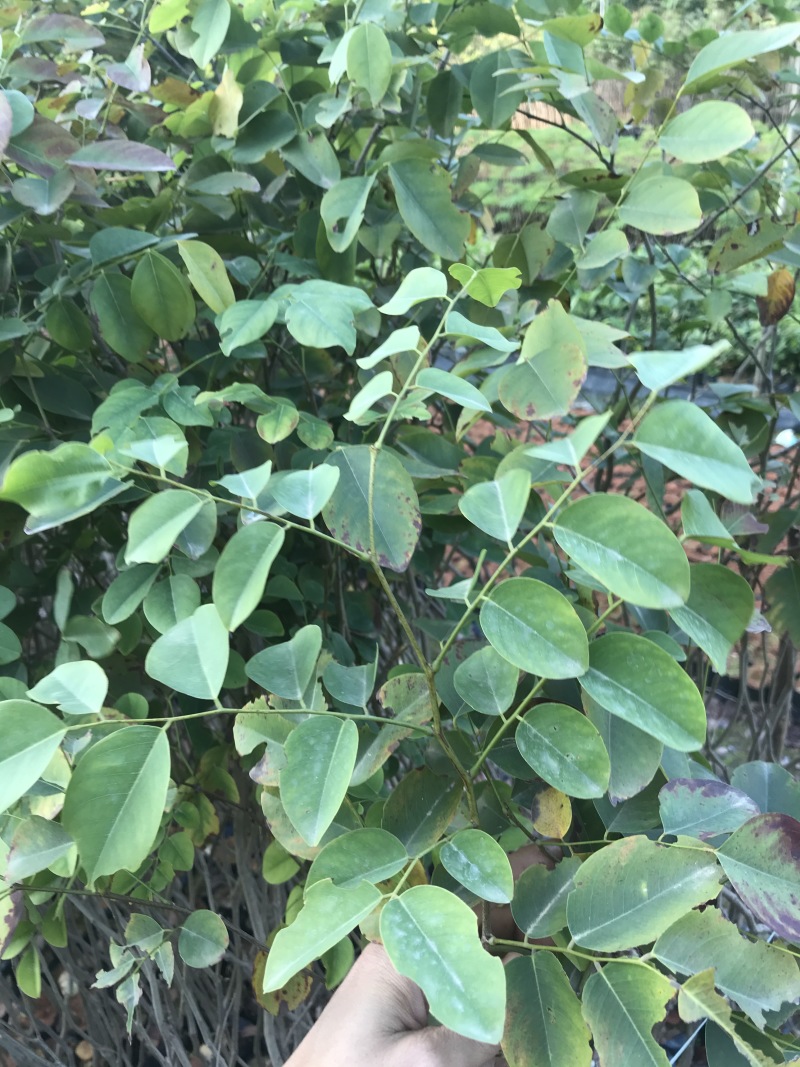 红酸枝树苗黄檀树苗小苗珍贵树苗老挝品种
