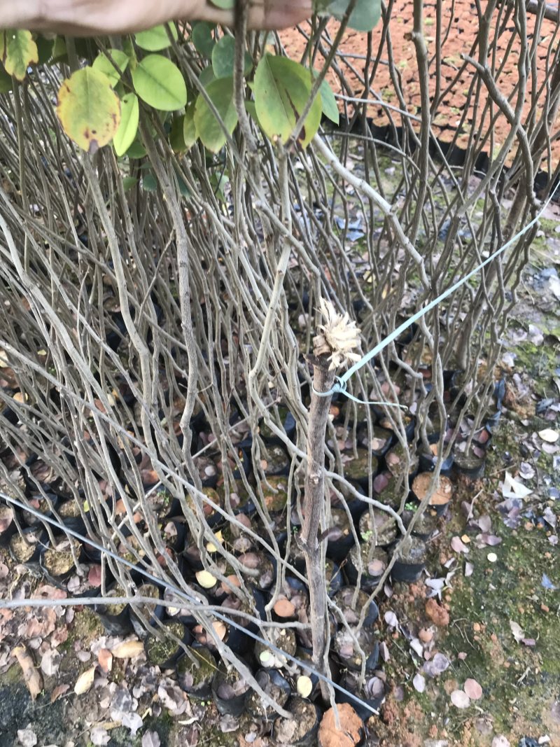 红酸枝树苗黄檀树苗小苗珍贵树苗老挝品种