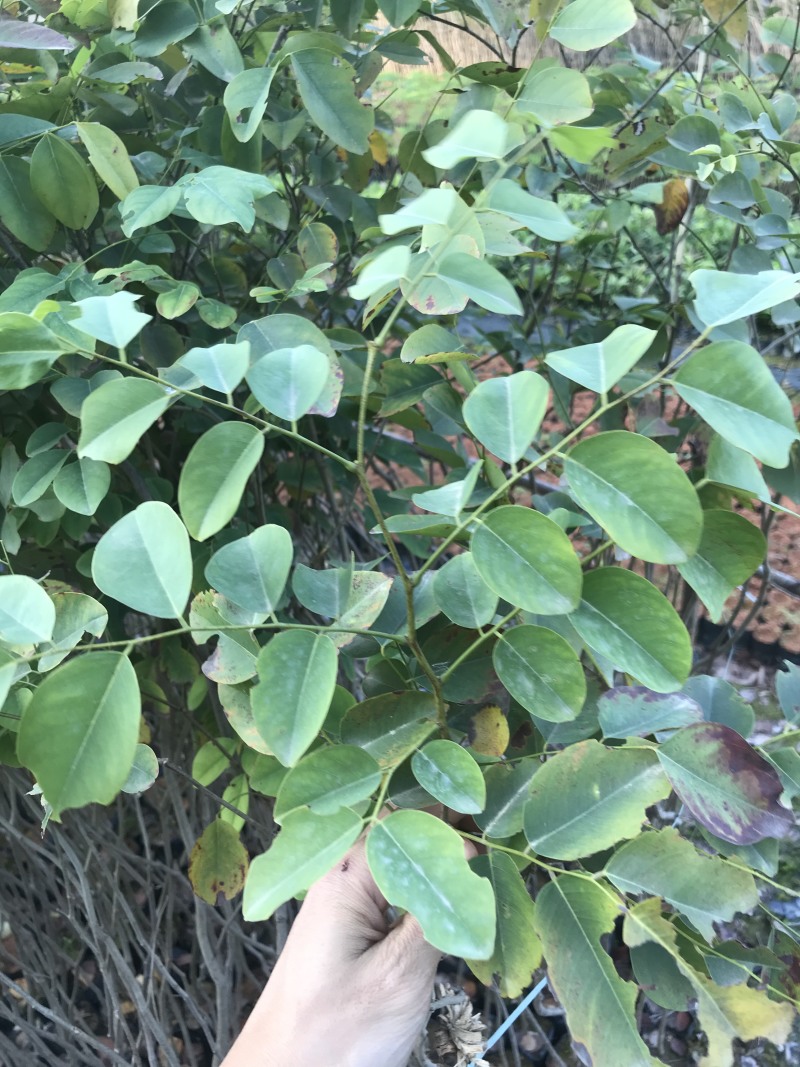 红酸枝树苗黄檀树苗小苗珍贵树苗老挝品种