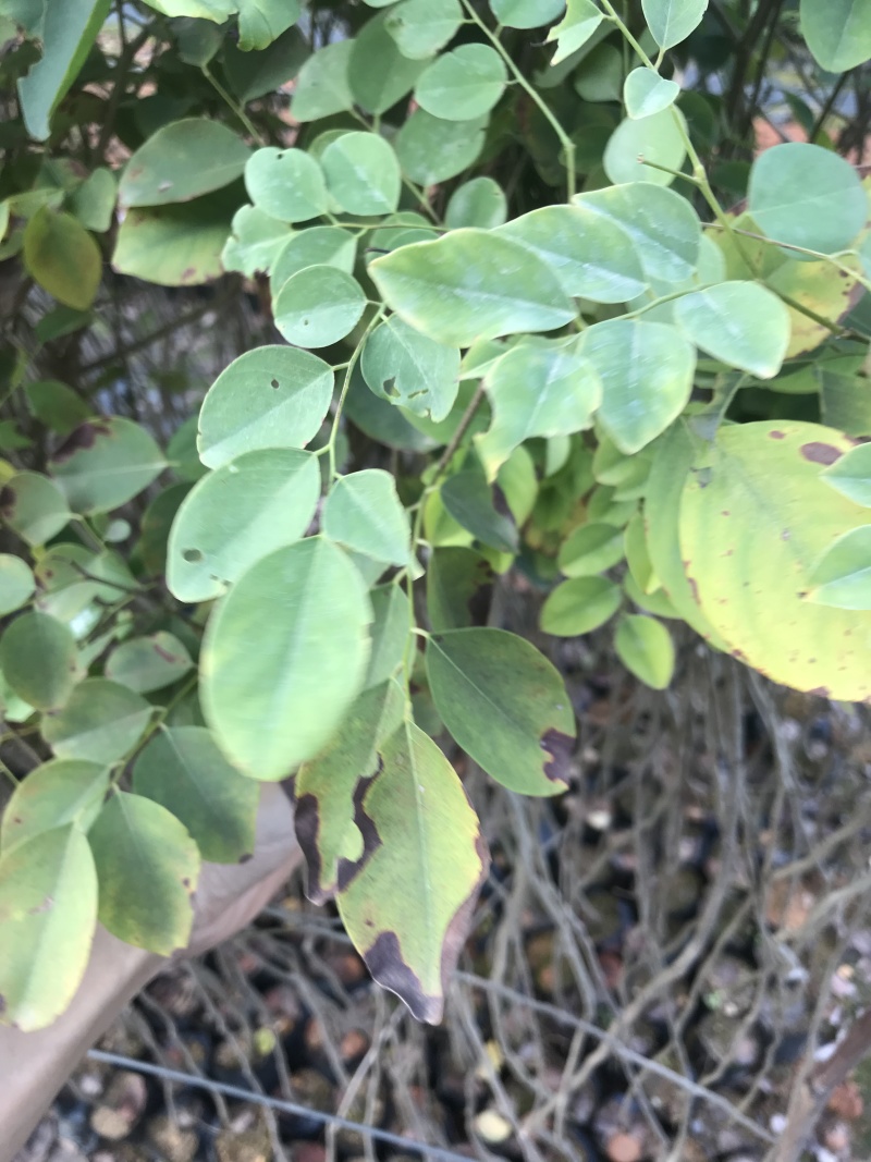 红酸枝树苗黄檀树苗小苗珍贵树苗老挝品种