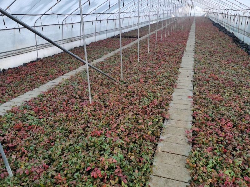 火焰南天竹绿化用苗基地直供一手货源