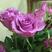 基地直供【紫霞仙子】玫瑰月季苗紫色玫瑰苗裸根扦插小苗