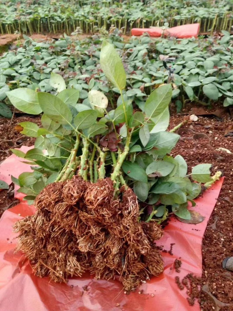 云南基地直供大花香水玫瑰苗【粉荔枝】裸根扦插小苗四季开花