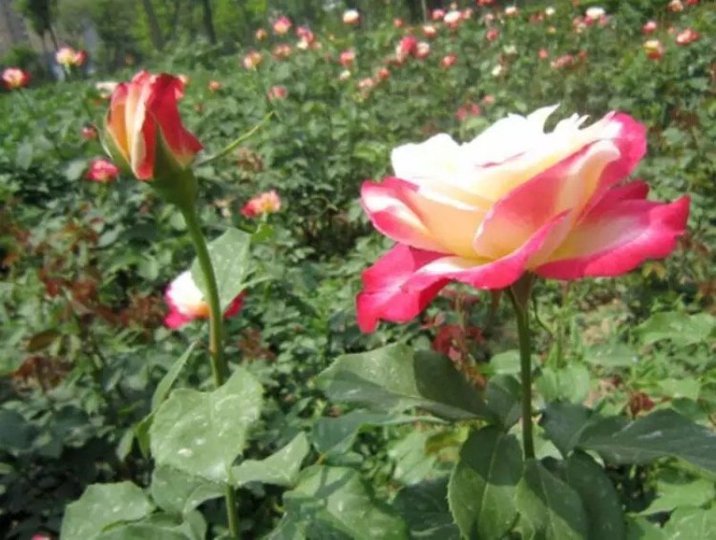 云南基地直供大花香水玫瑰苗【粉荔枝】裸根扦插小苗四季开花