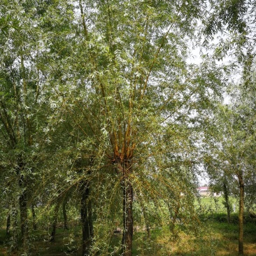 柳树，垂柳，四川柳树基地出售，成都柳树批发价格
