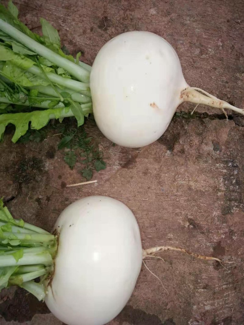 圆萝卜