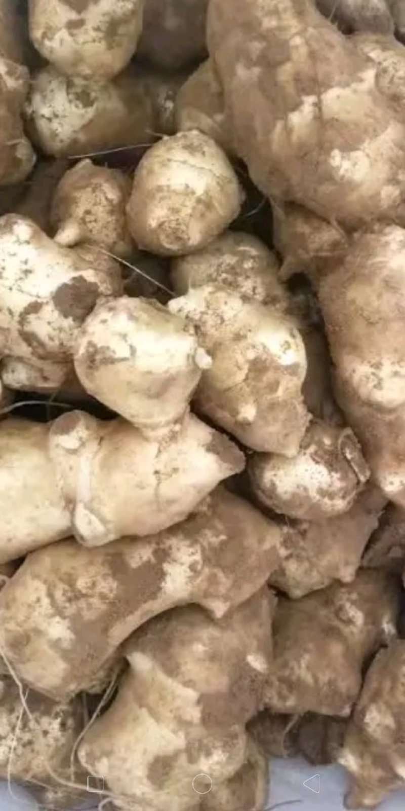 洋姜有白洋姜红洋姜粉洋姜现挖新鲜洋姜基地直供