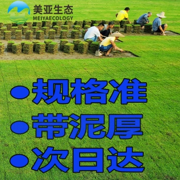 精品台湾草直销深圳草皮广东草皮草皮卷草皮批发