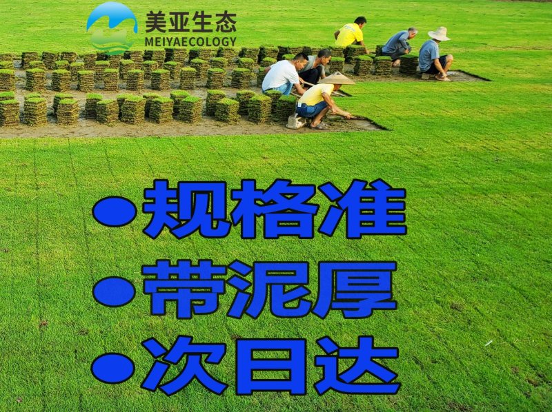 精品台湾草直销深圳草皮广东草皮草皮卷草皮批发