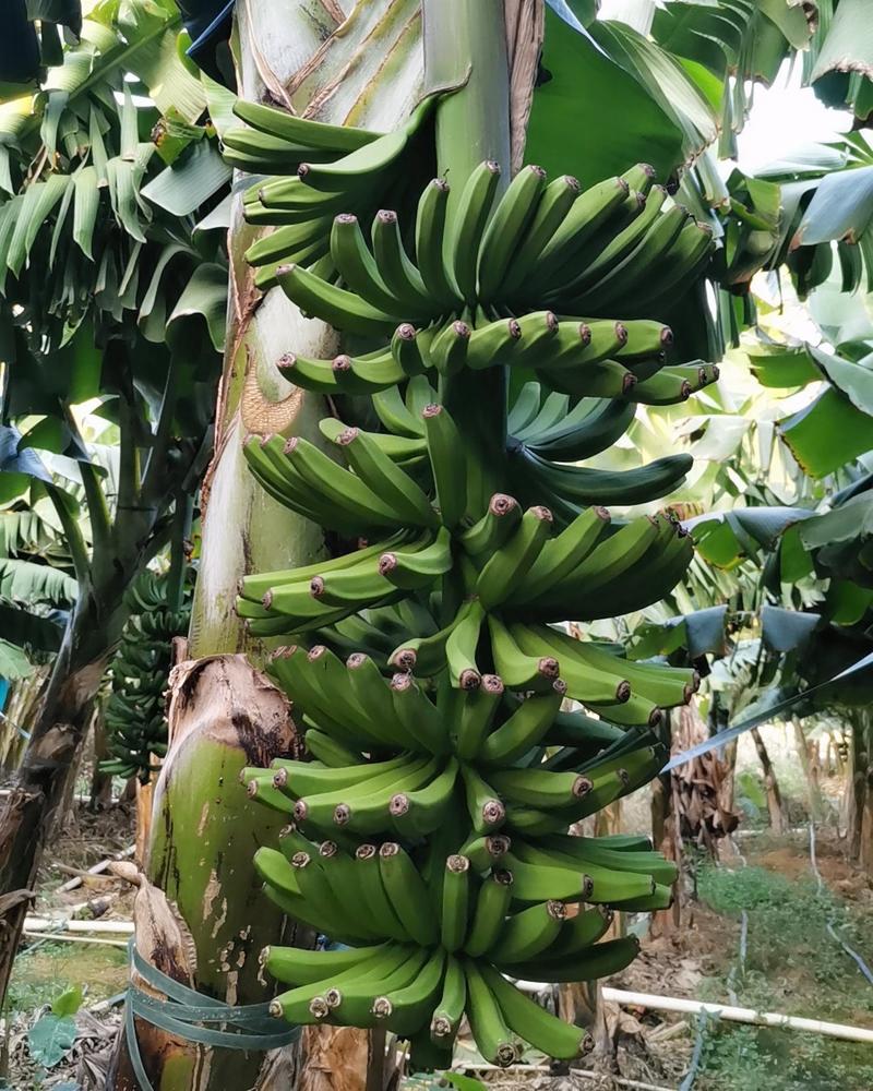 西双版纳特产香蕉（1级2级3级）