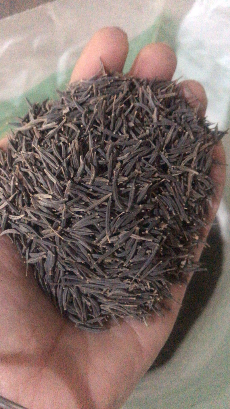 波斯菊花海必选品种，花期长，花色丰富，宜建植