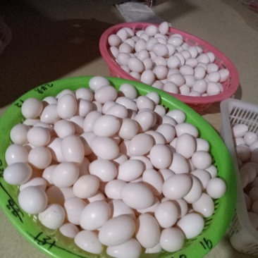 出售农家散养，无任何添加剂，绿色食品鸽子蛋！