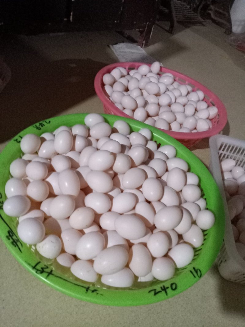 出售农家散养，无任何添加剂，绿色食品鸽子蛋！