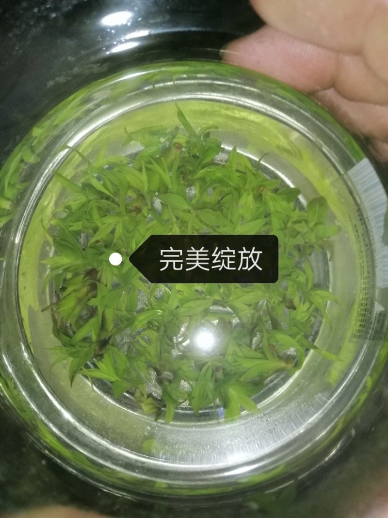 青山绿水苦丁茶