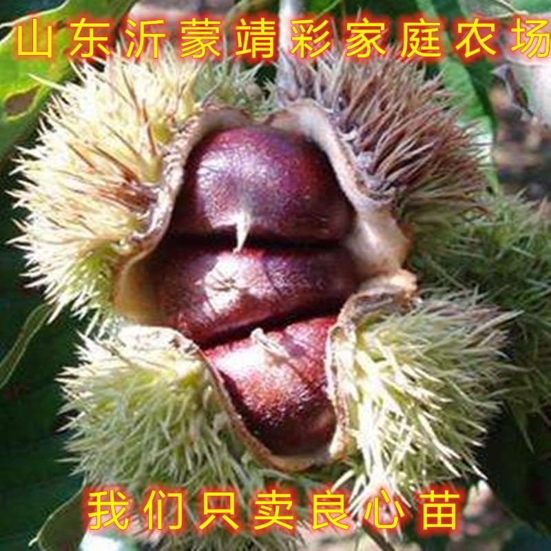 野生毛栗子大板栗嫁接板栗树苗品种板栗苗南北方种植