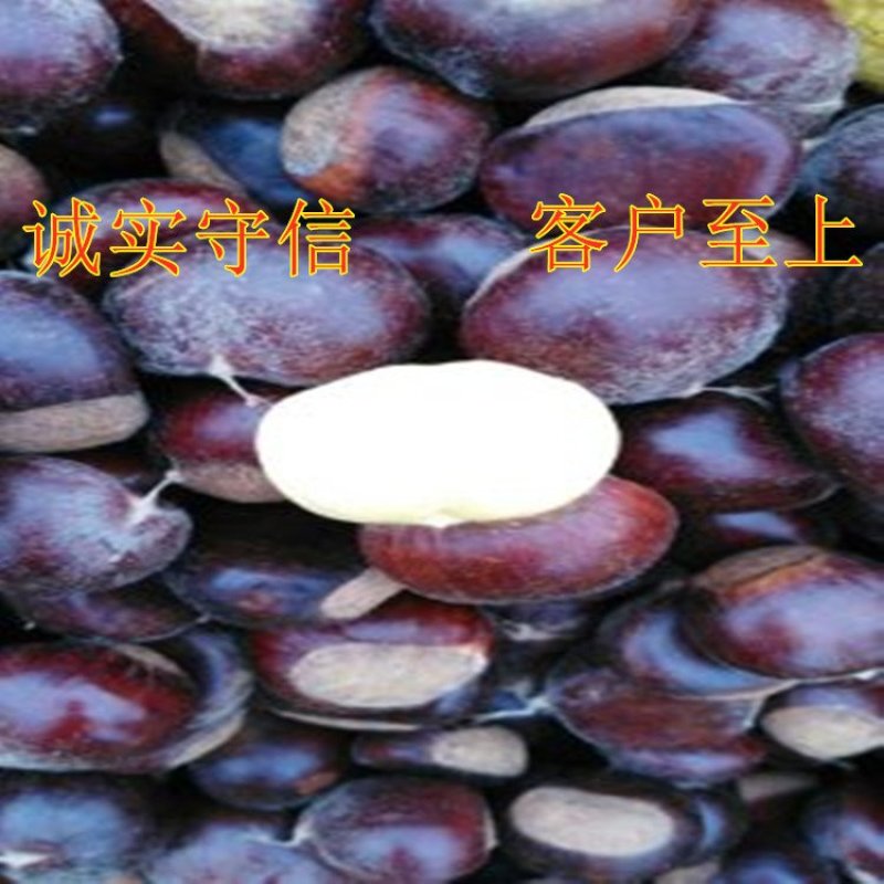 野生毛栗子大板栗嫁接板栗树苗品种板栗苗南北方种植