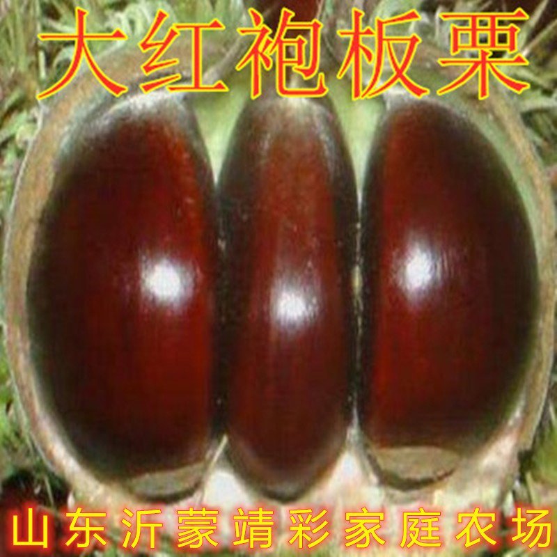 野生毛栗子大板栗嫁接板栗树苗品种板栗苗南北方种植