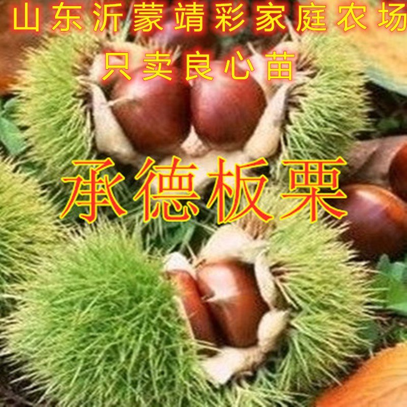 野生毛栗子大板栗嫁接板栗树苗品种板栗苗南北方种植