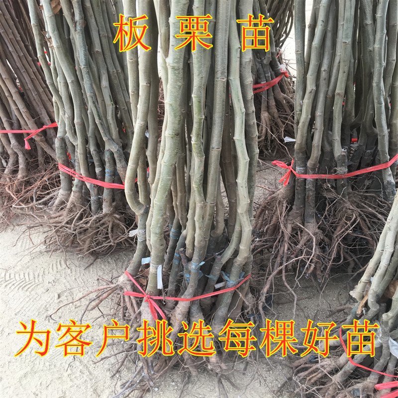 野生毛栗子大板栗嫁接板栗树苗品种板栗苗南北方种植